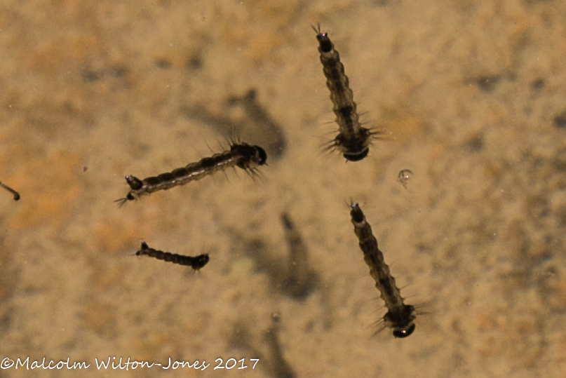 Mosquito larvae