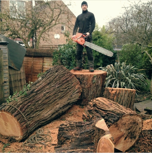 Felling a storm damaged tree