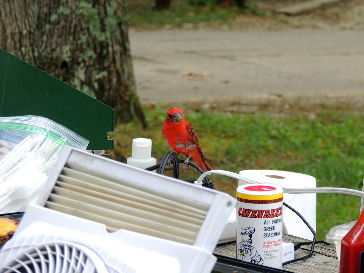 Summer Tanager