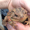 Eastern American Toad