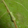 Luna Moth Caterpillar