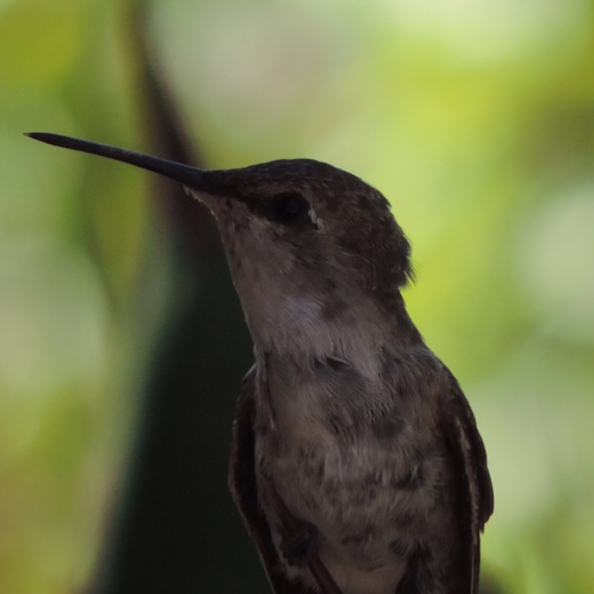 Costa's Hummingbird      female