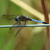 Blue Dasher Dragonfly (Male)