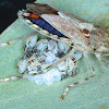 Stink bug with eggs