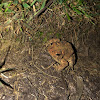 Eastern American Toad