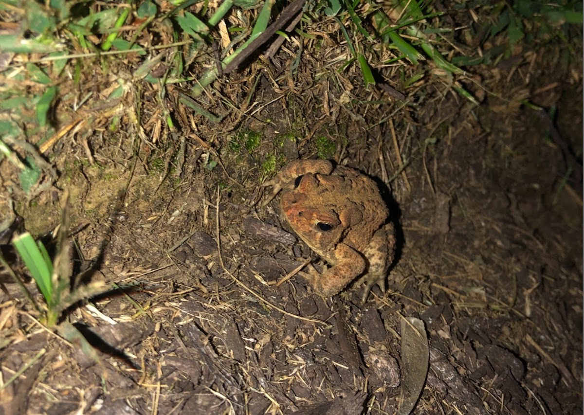 Eastern American Toad