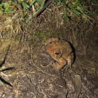 Eastern American Toad