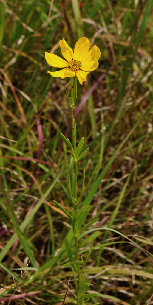 Prairie Coreopsis