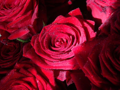 Una Rosa per Amore di Meluzza85