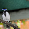 Blue-faced Honeyeater