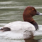 Pochard