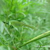 Katydid