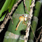 Robber Fly