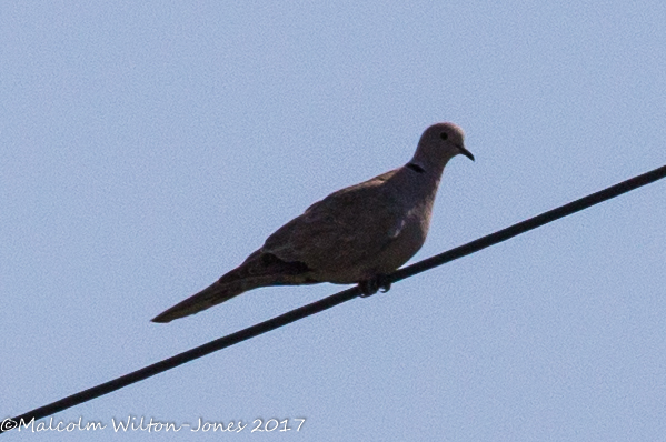 Collared Dove; Tórtola Turca