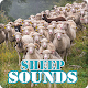 Download Sheep Sounds Ringtone Collection For PC Windows and Mac 6.0.0