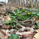 Garter snake