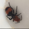 Cow Killer, Red Velvet Ant