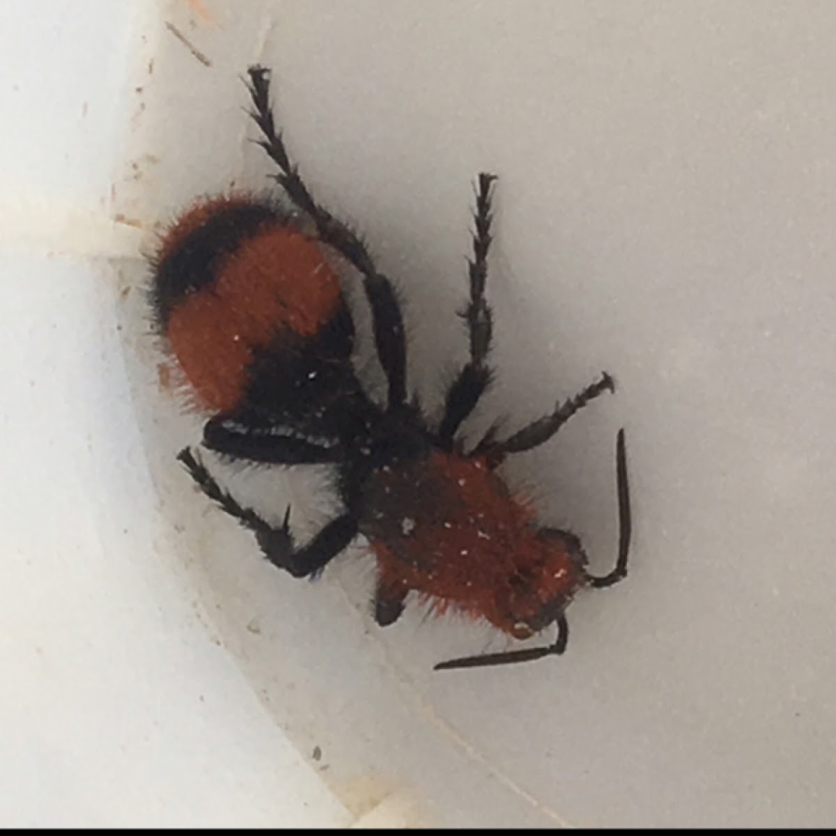 Cow Killer, Red Velvet Ant