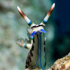 Lined Nembrotha Nudibranch