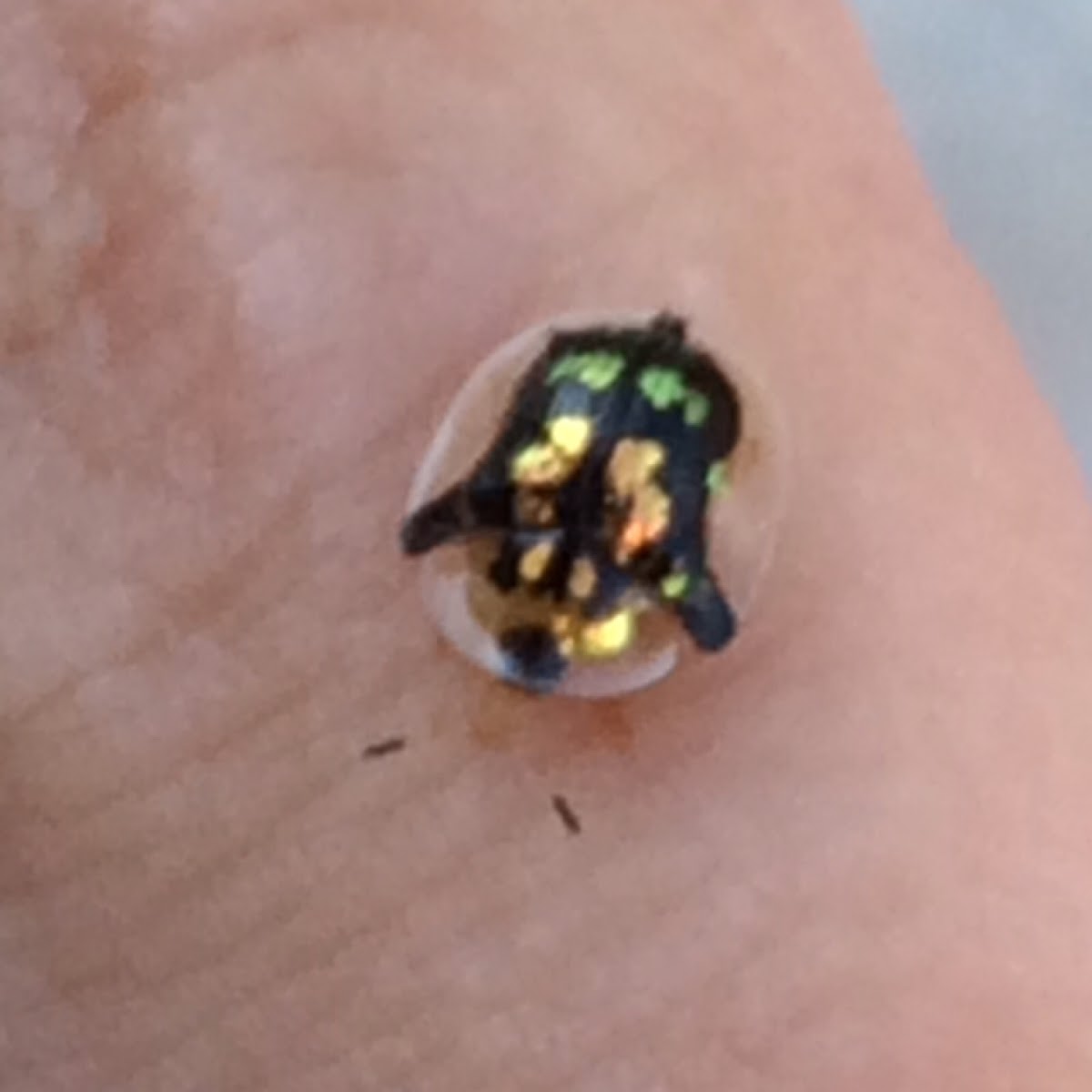 Mottled Tortoise Beetle