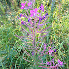 Rosebay Willow Herb