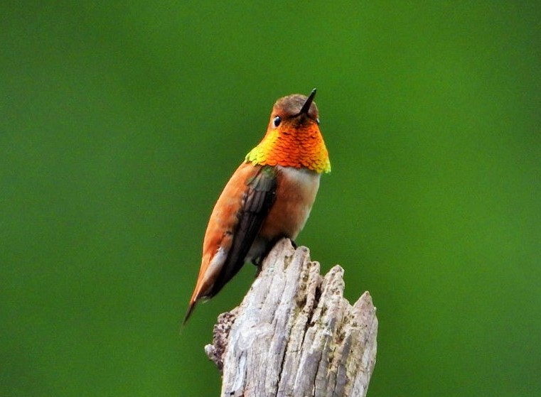 Rufous hummingbird (male)