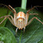 Lynx Spider