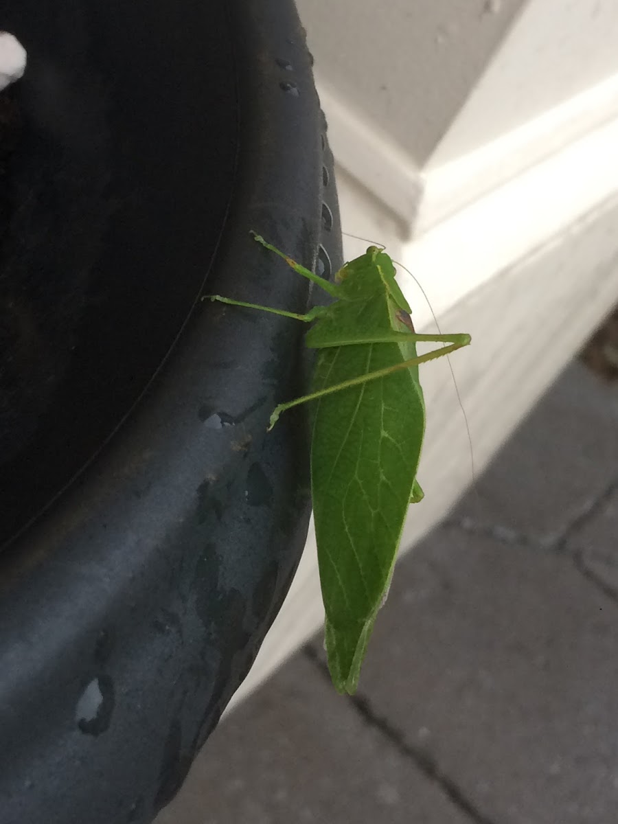 Katydid