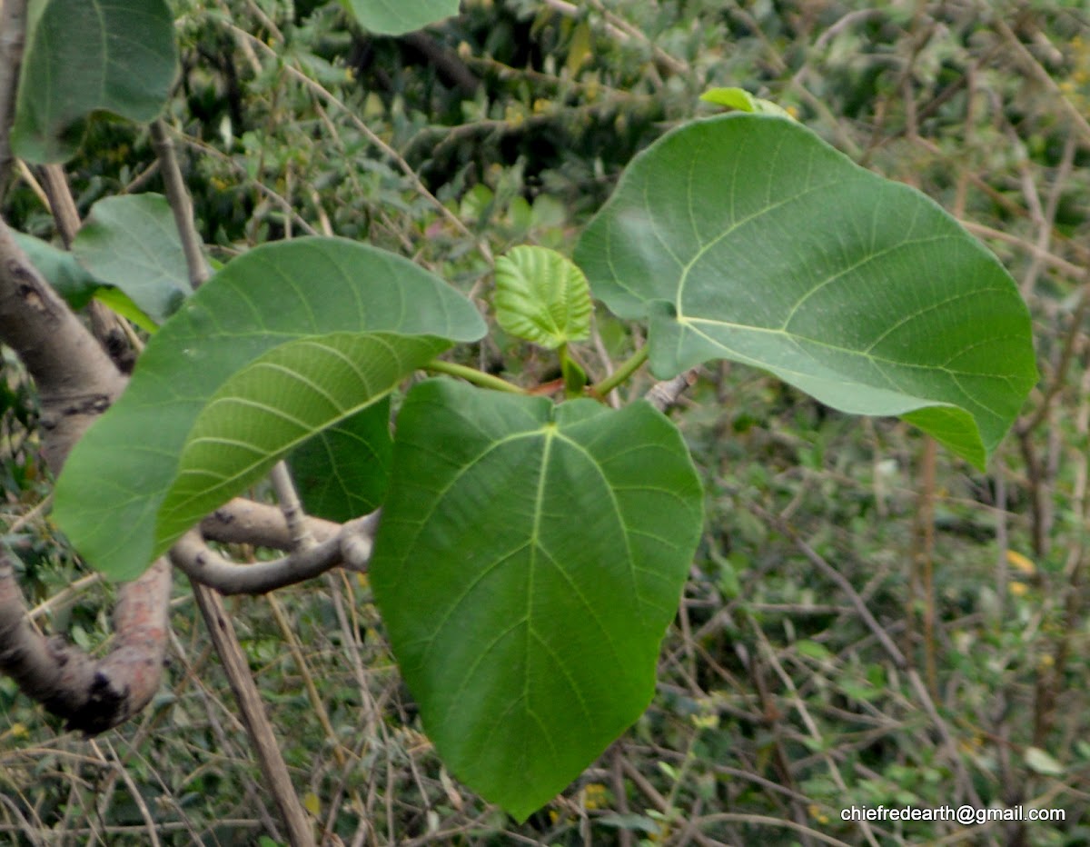 Elephant Ear Fig