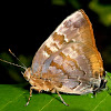 Gold-bordered hairstreak