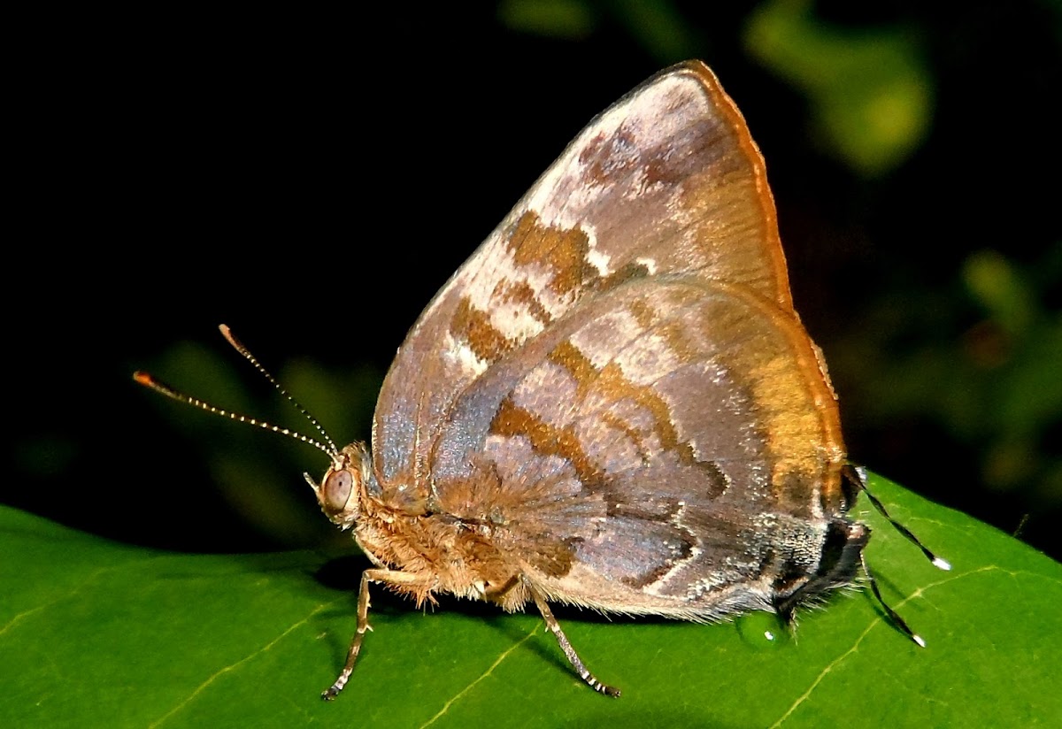 Gold-bordered hairstreak