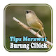 Download Tips Merawat Burung Ciblek For PC Windows and Mac 1.0