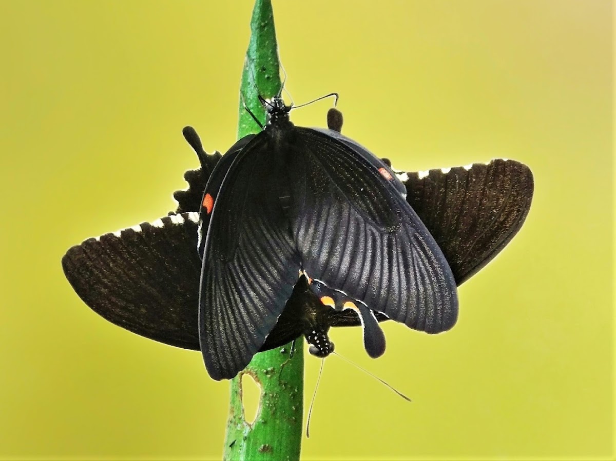 common mormon butterflies