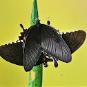 common mormon butterflies