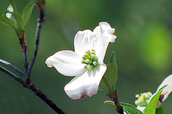 COMMON DOGWOOD