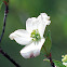 COMMON DOGWOOD