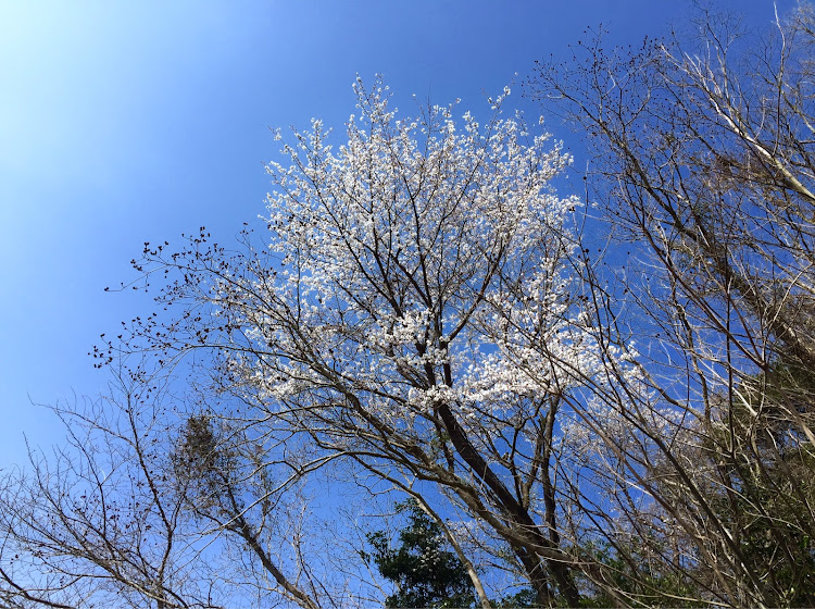 bBのラストスノボ・九重スキー場・やまなみハイウェイ・山桜・two-kに関するカスタム事例の投稿画像7枚目