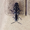 Eyed click beetle