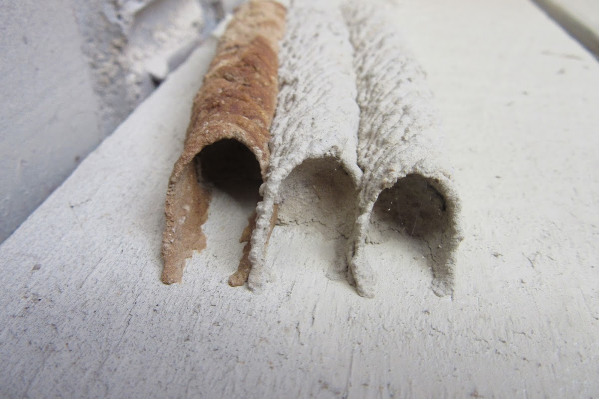 Pipe Organ Mud Dauber nests