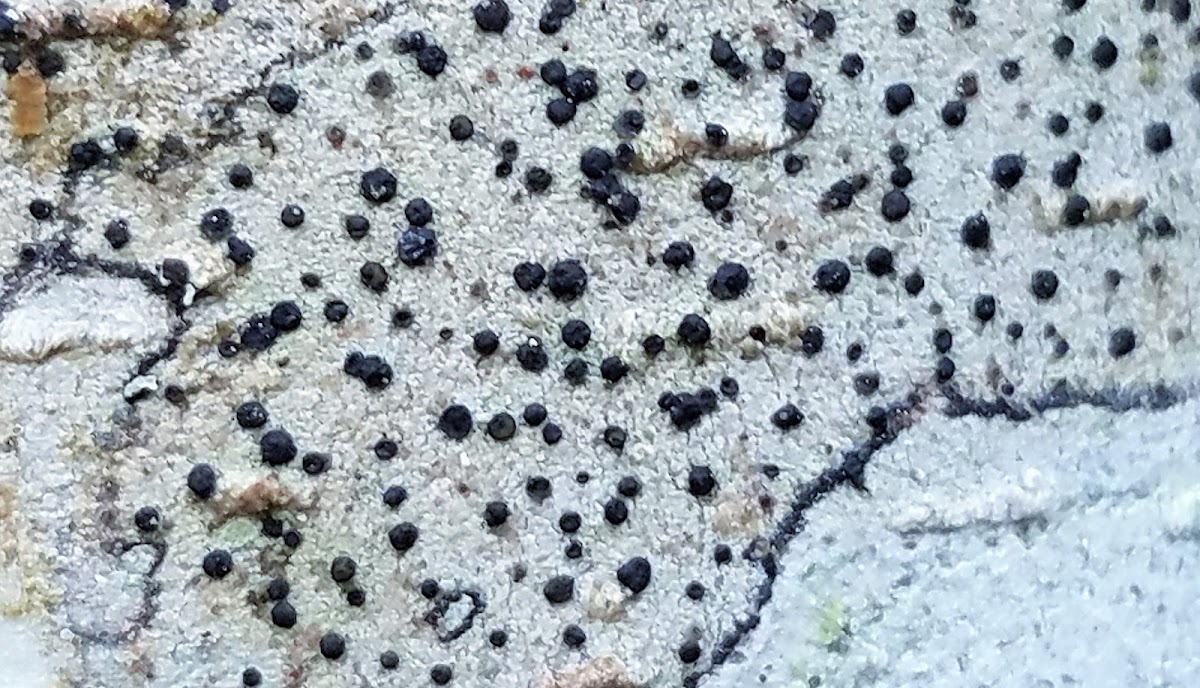 Hypophaea Dot Lichen