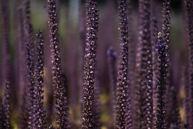 Teucrium Hyrcanicum di simonevivaldo