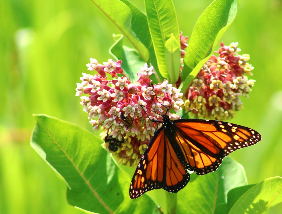 Monarch Butterfly