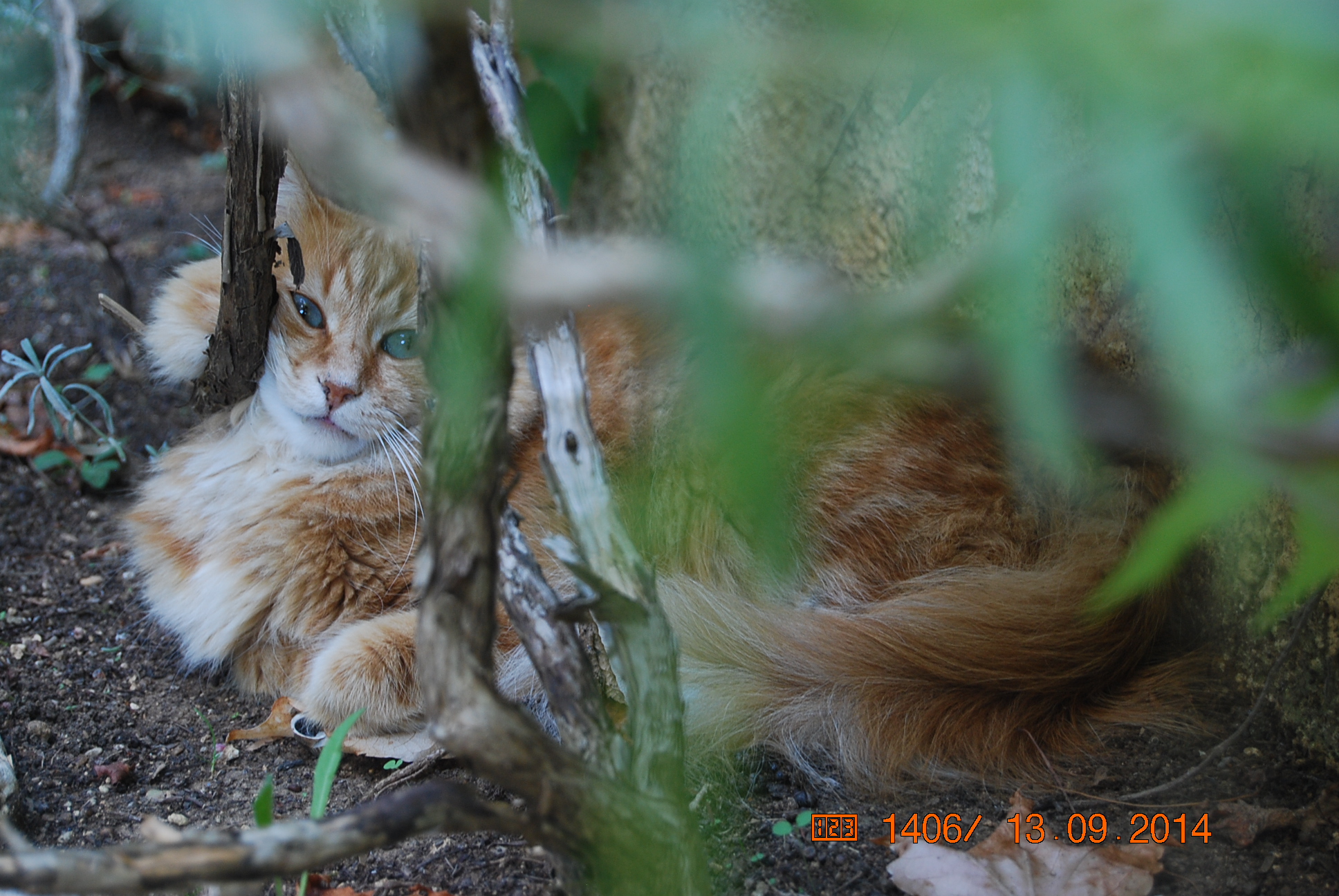 sguardo felino... di giuliacellini