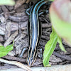 Five-Lined Skink