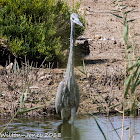 Grey Heron; Garza Real