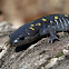 Yellow-Spotted Salamander