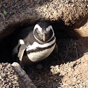 Pingüino de Magallanes