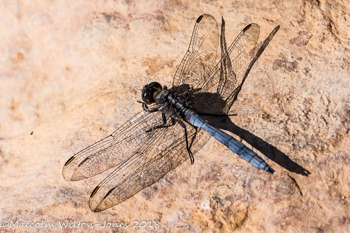 Epaulet Skimmer