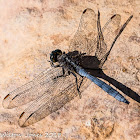 Epaulet Skimmer