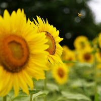 i girasoli di 